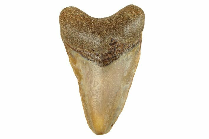 Juvenile Fossil Megalodon Tooth From Angola - Unusual Location #258579